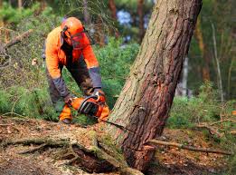 How Our Tree Care Process Works  in  Roselle, IL